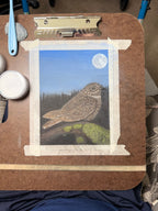 Nightjar - 7x9.5 Original Pastel Pencil Drawing