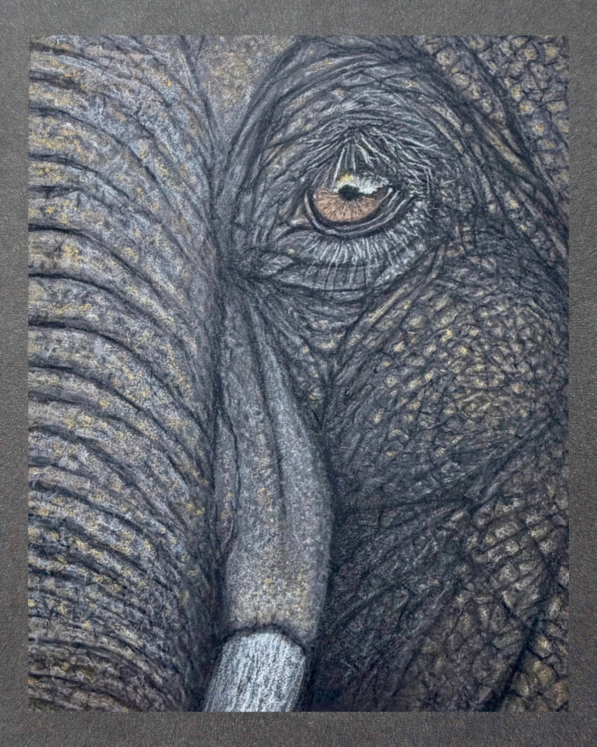 Elephant Eye - 8x10 Signed & Numbered Archival Print