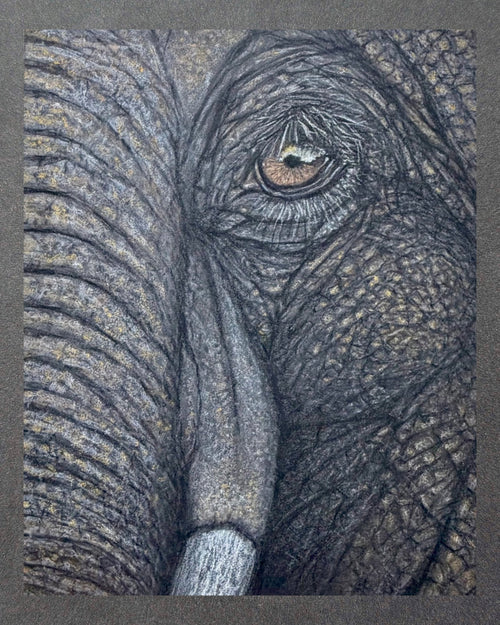 Elephant Eye - 7x9.5 Original Pastel Pencil Drawing - Framed 11x14