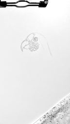 White-capped Pionus Parrot - 8x10 Signed & Numbered Fine Art Print