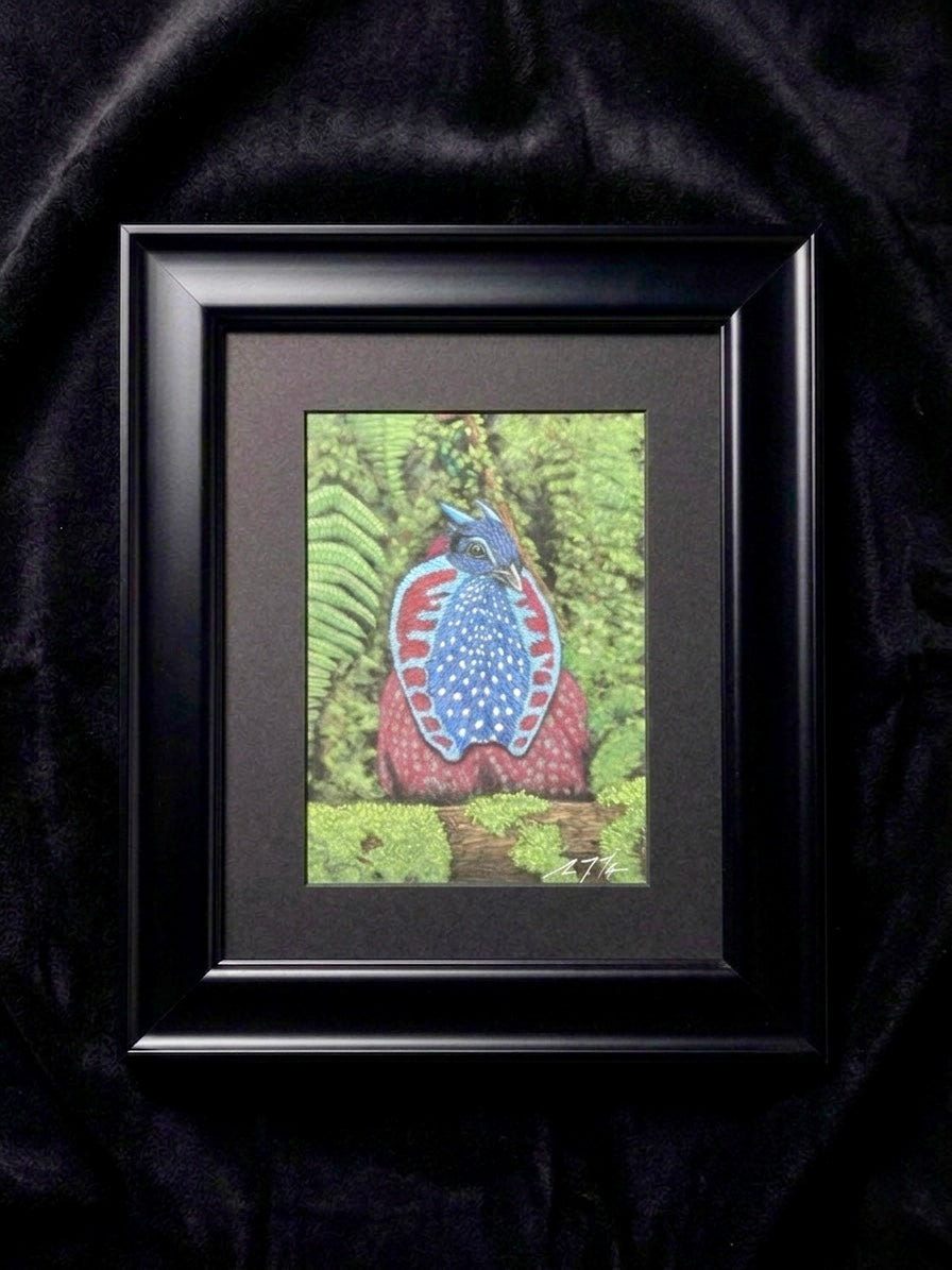 Temminick's Tragopan Hand Drawn Original Drawing Pastel 7x9.5 Copy