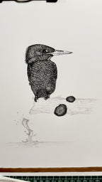 Kingfisher - 8x10 Signed & Numbered Fine Art Print