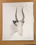 Saiga - 8x10 Signed & Numbered Fine Art Print