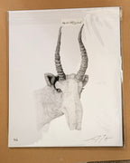 Saiga - 8x10 Signed & Numbered Fine Art Print
