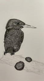 Kingfisher - 8x10 Signed & Numbered Fine Art Print
