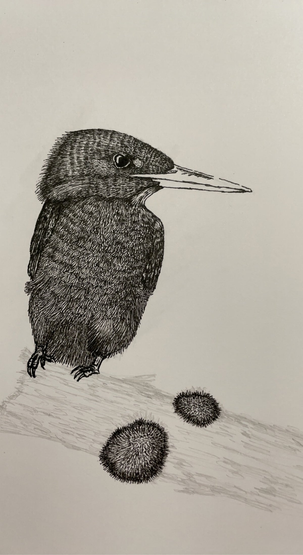 Kingfisher - 8x10 Signed & Numbered Fine Art Print