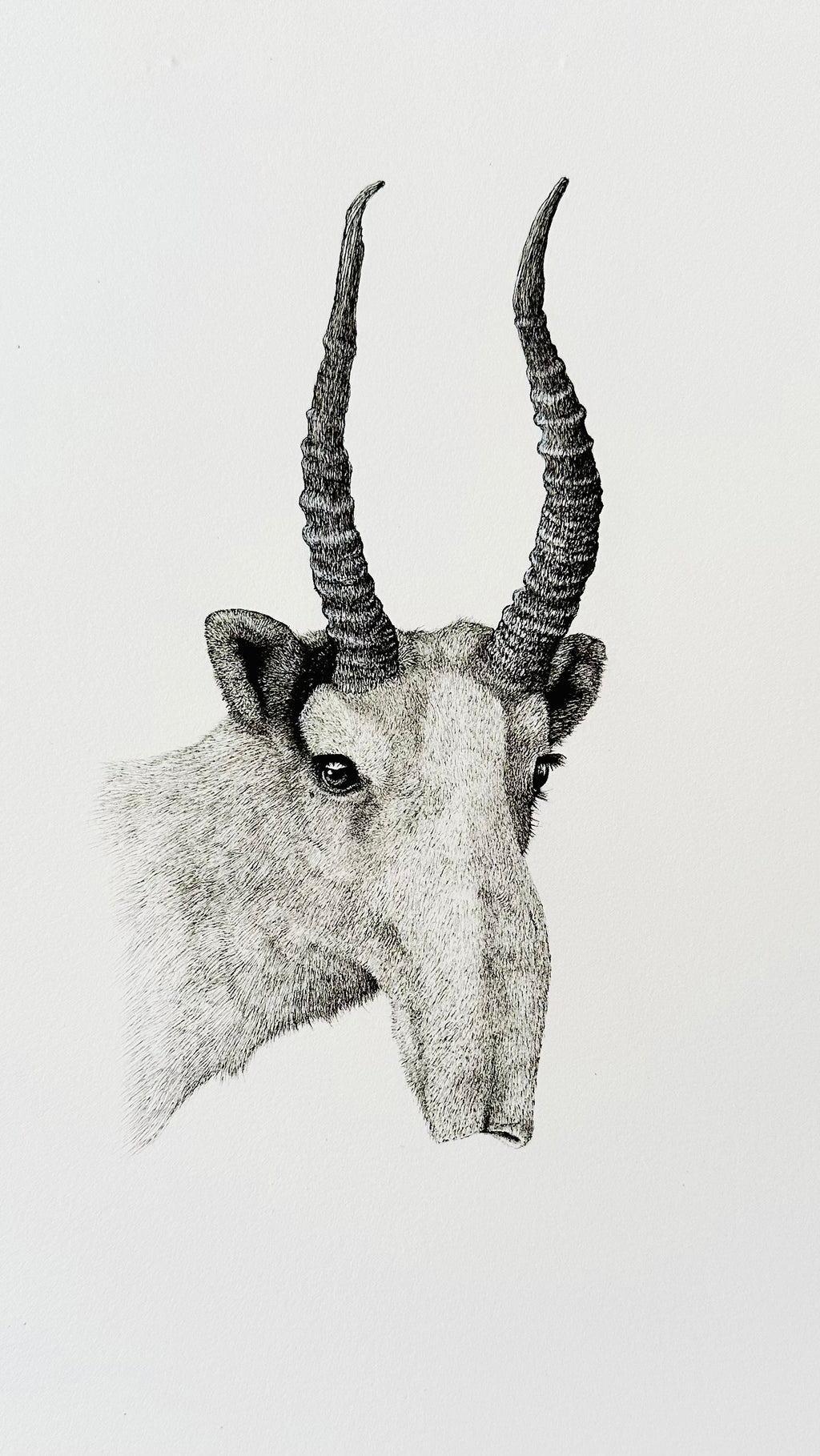 Saiga - 8x10 Signed & Numbered Fine Art Print