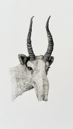 Saiga - 8x10 Signed & Numbered Fine Art Print