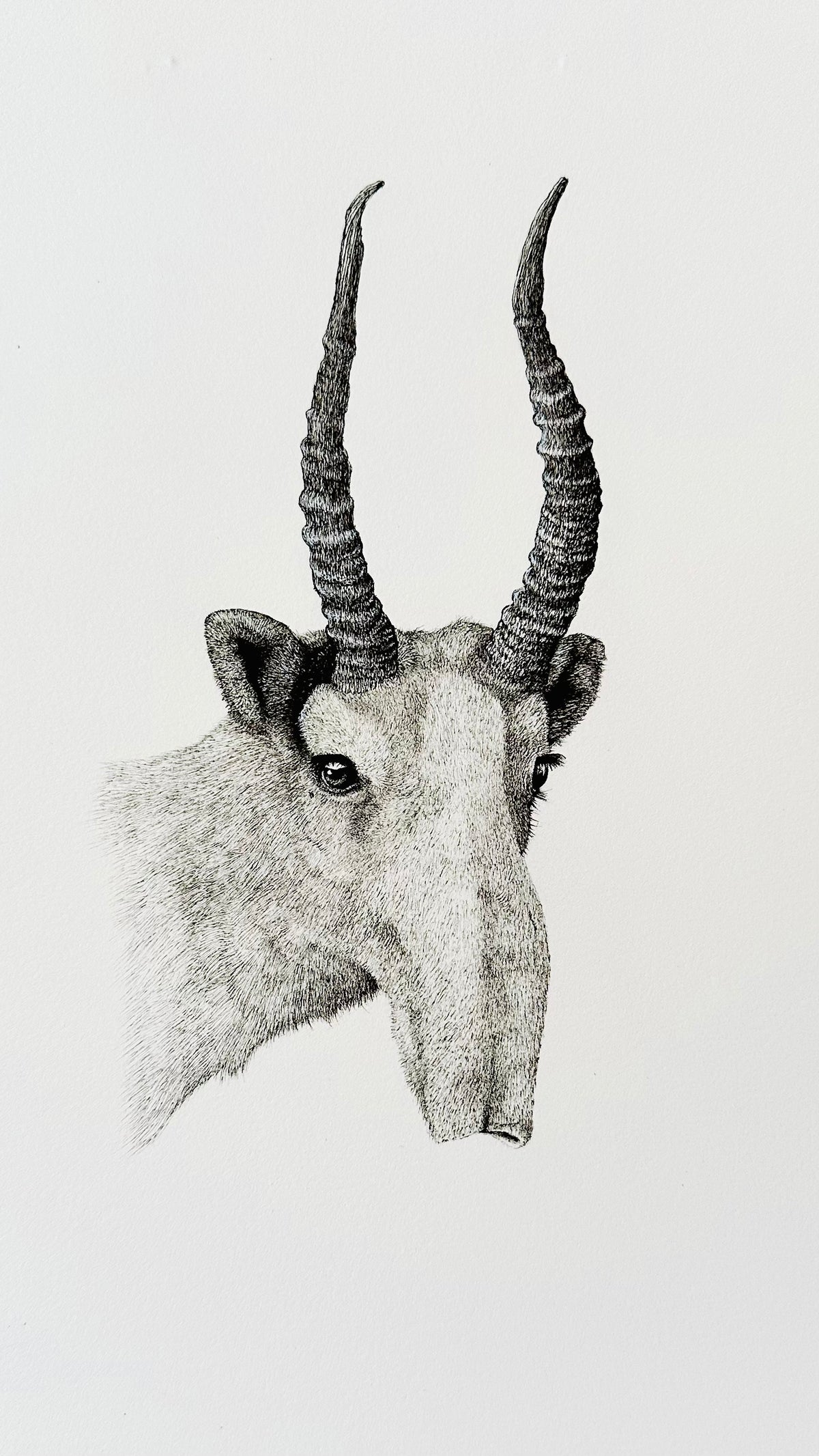 Saiga - 8x10 Signed & Numbered Fine Art Print