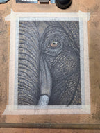 Elephant Eye - 8x10 Signed & Numbered Archival Print