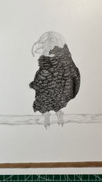 White-capped Pionus Parrot - 8x10 Signed & Numbered Fine Art Print