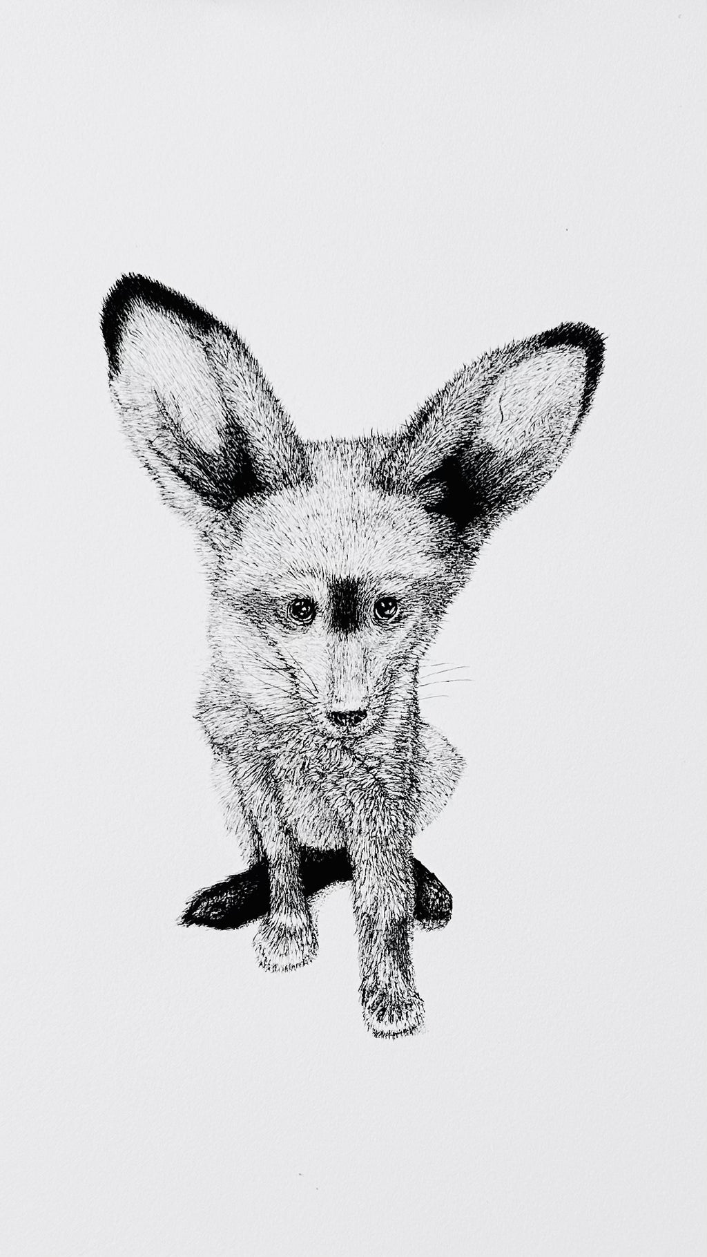 Bat-Eared Fox - 8x10 Signed & Numbered Fine Art Print
