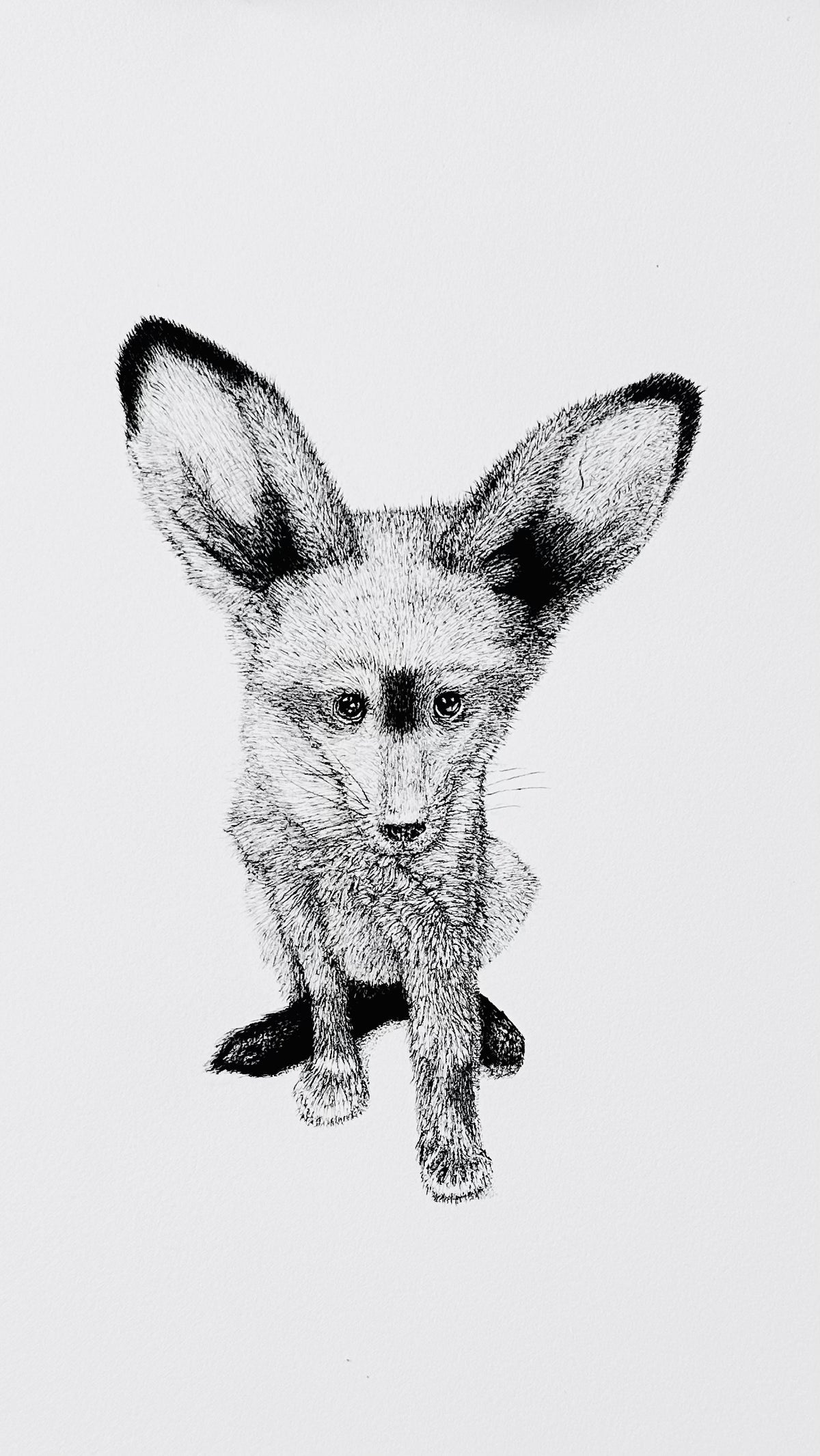 Bat-Eared Fox - 8x10 Signed & Numbered Fine Art Print