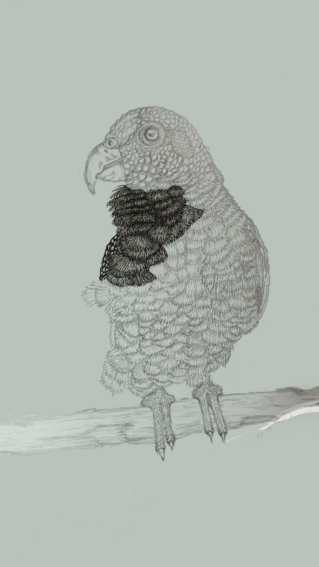 White-capped Pionus Parrot - 8x10 Signed & Numbered Fine Art Print