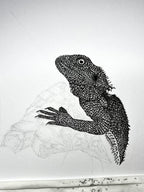 Bearded Dragon - 8x10 Signed & Numbered Fine Art Print