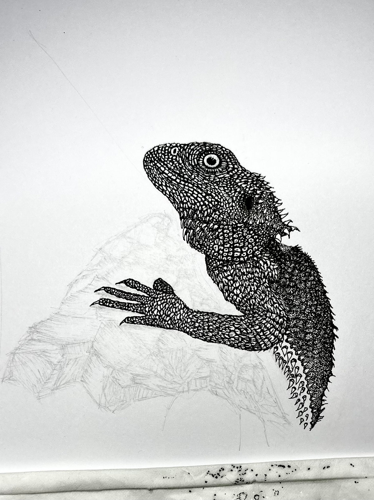 Bearded Dragon - 8x10 Signed & Numbered Fine Art Print