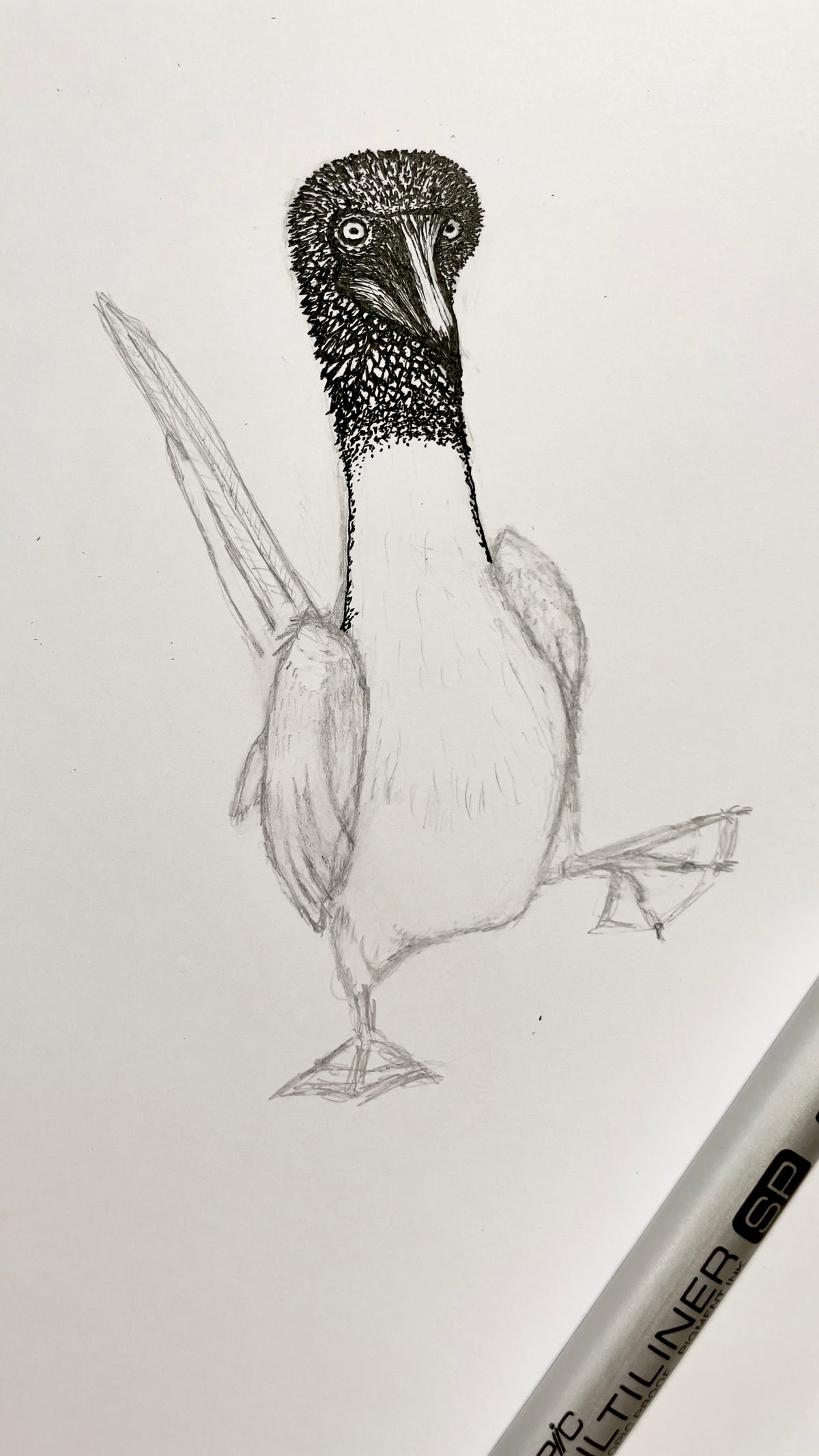 Blue Footed Booby • Hand Drawn Ink Illustration • Glass Ornament • 3.5"