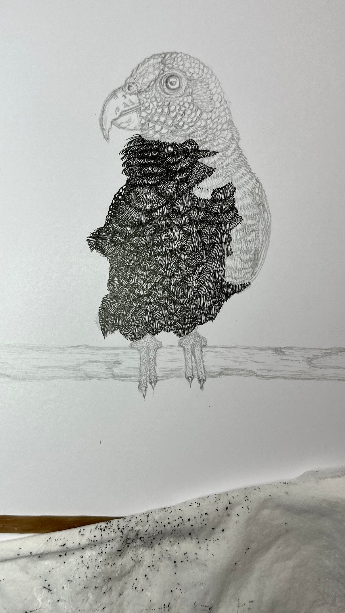 White-capped Pionus Parrot - 8x10 Signed & Numbered Fine Art Print