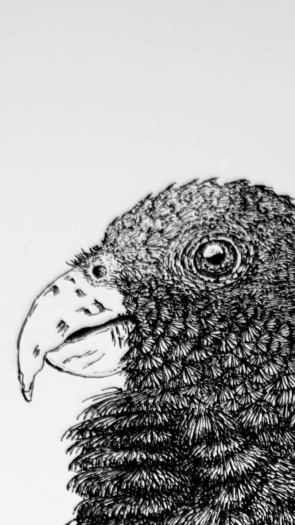 White-capped Pionus Parrot - 8x10 Signed & Numbered Fine Art Print