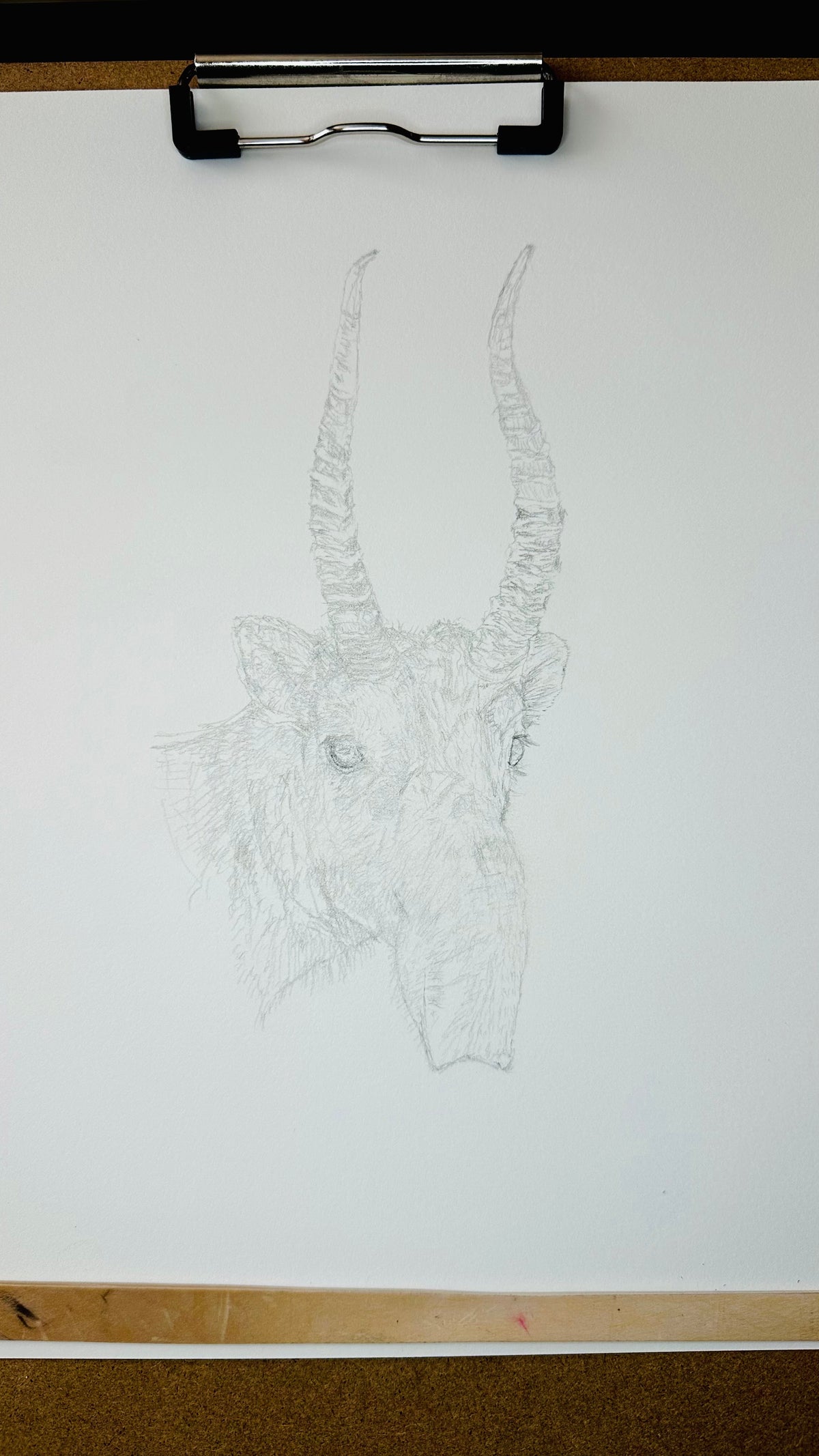 Saiga - 8x10 Signed & Numbered Fine Art Print