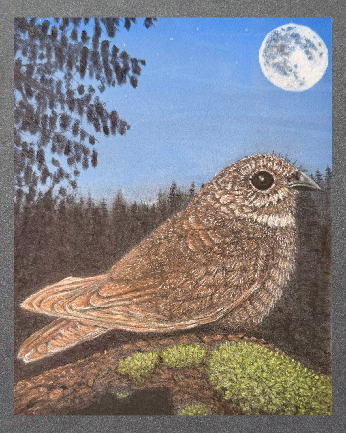 Nightjar - 7x9.5 Original Pastel Pencil Drawing