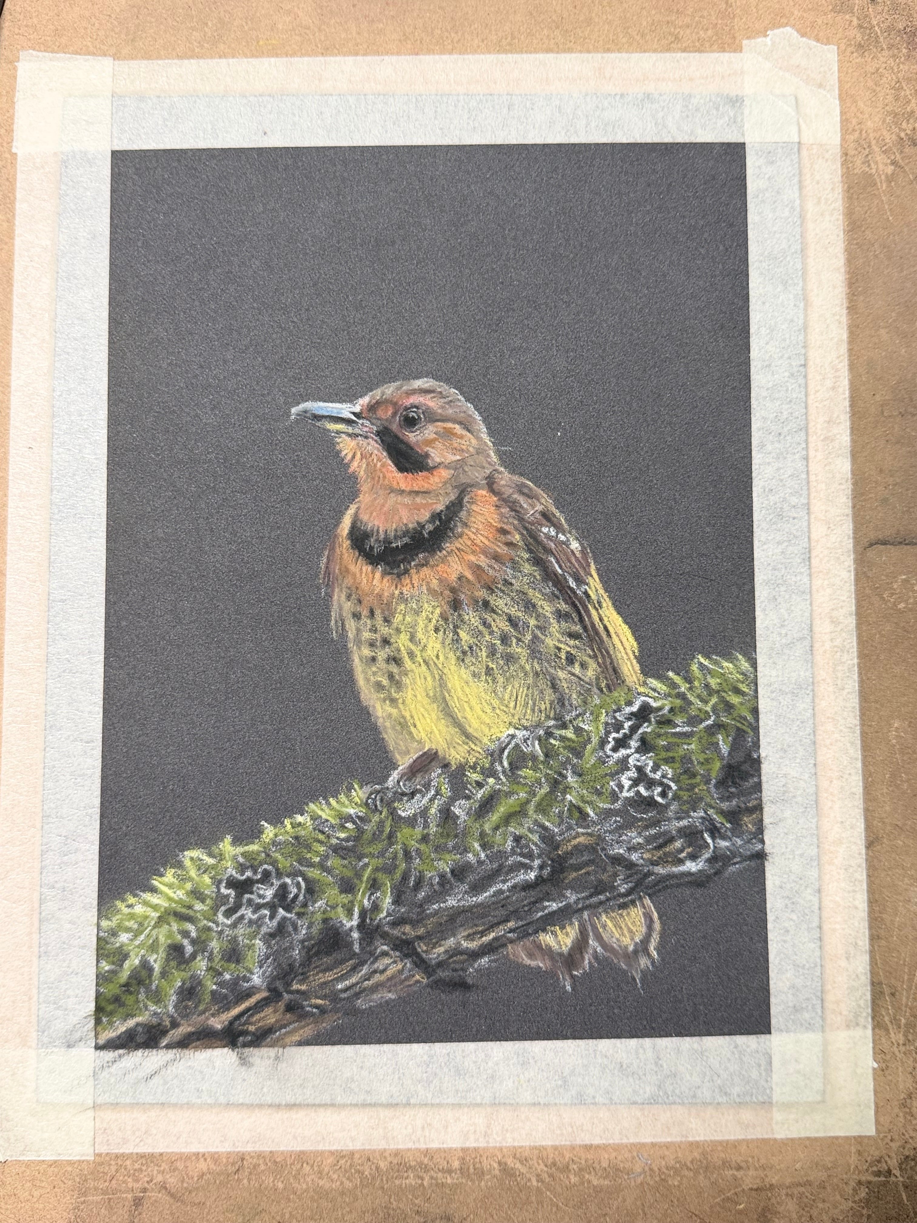 Hand Drawn Northern Flicker • Art Magnet