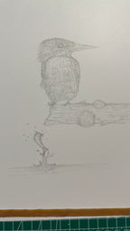 Kingfisher - 8x10 Signed & Numbered Fine Art Print