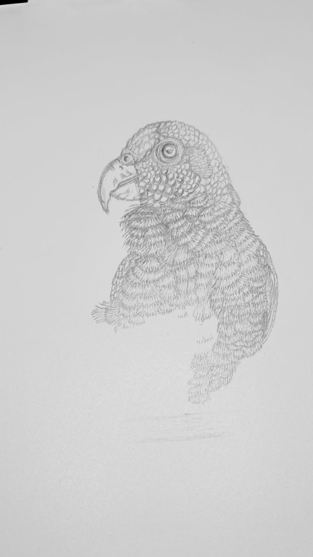 White-capped Pionus Parrot - 8x10 Signed & Numbered Fine Art Print
