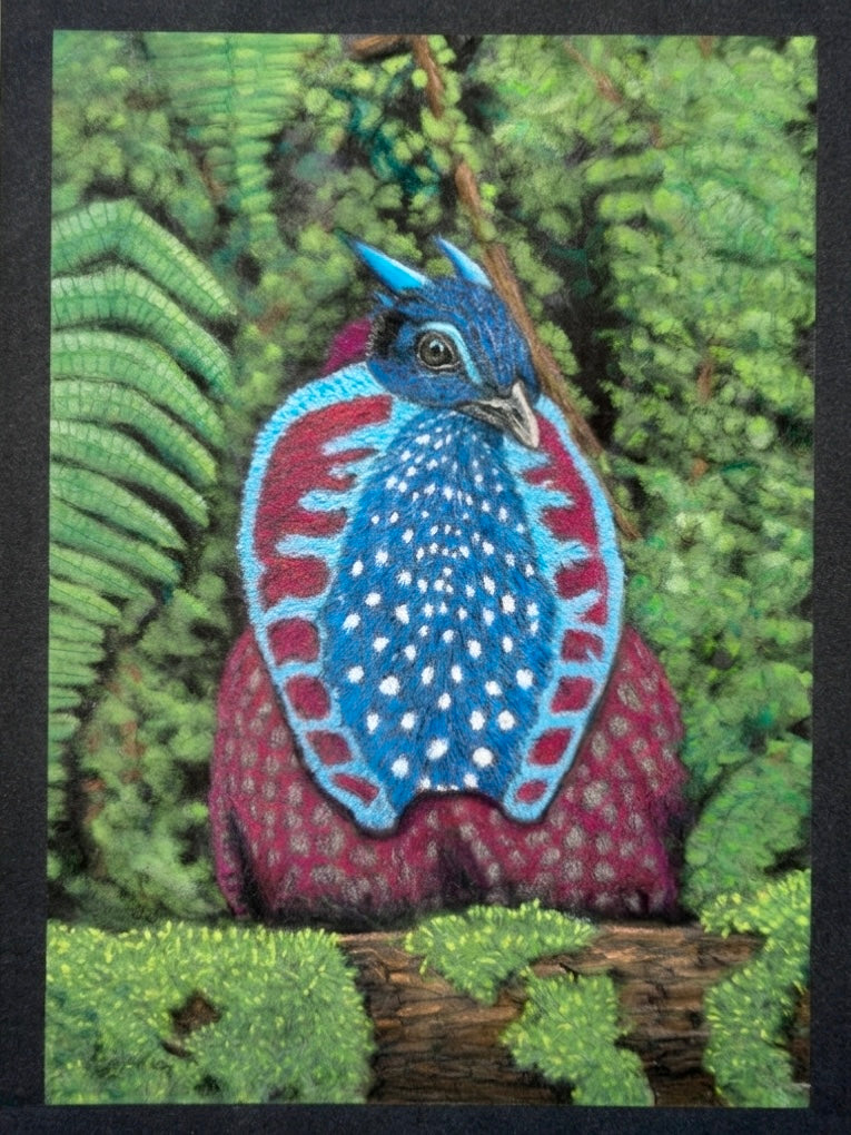 Temminick's Tragopan Hand Drawn Original Drawing Pastel 7x9.5 Copy