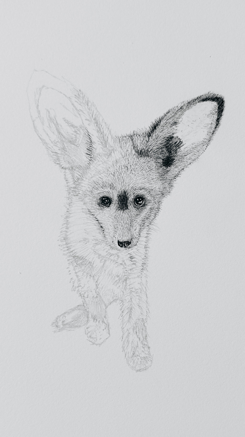 Bat-Eared Fox - 8x10 Signed & Numbered Fine Art Print
