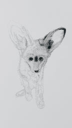 Bat-Eared Fox - 8x10 Signed & Numbered Fine Art Print