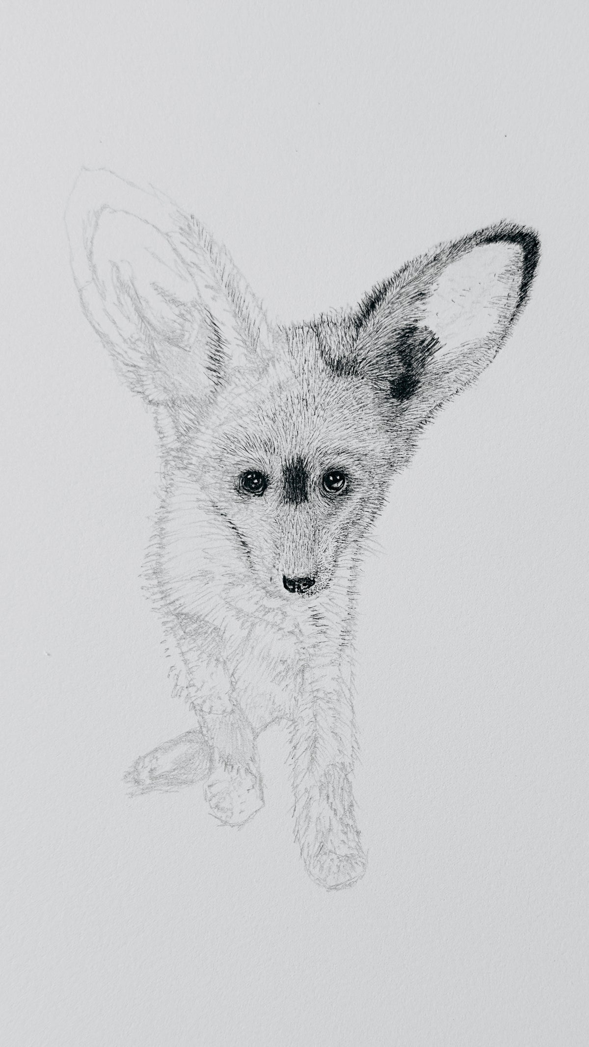 Bat-Eared Fox - 8x10 Signed & Numbered Fine Art Print