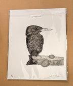 Kingfisher - 8x10 Signed & Numbered Fine Art Print