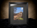 Nightjar - 7x9.5 Original Pastel Pencil Drawing