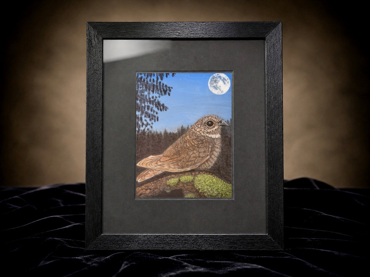 Nightjar - 7x9.5 Original Pastel Pencil Drawing