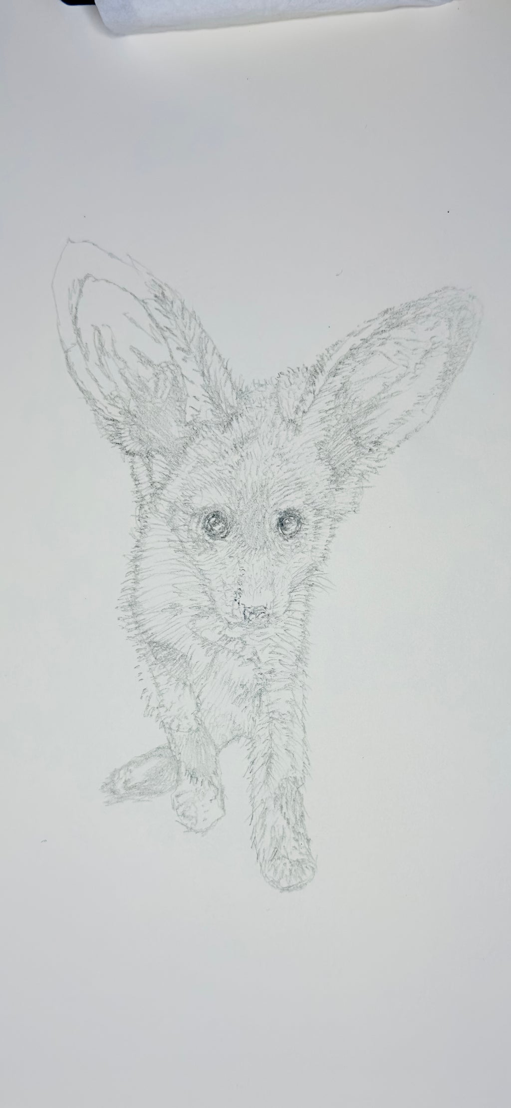 Bat-Eared Fox - 8x10 Signed & Numbered Fine Art Print