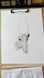 Saiga - 8x10 Signed & Numbered Fine Art Print