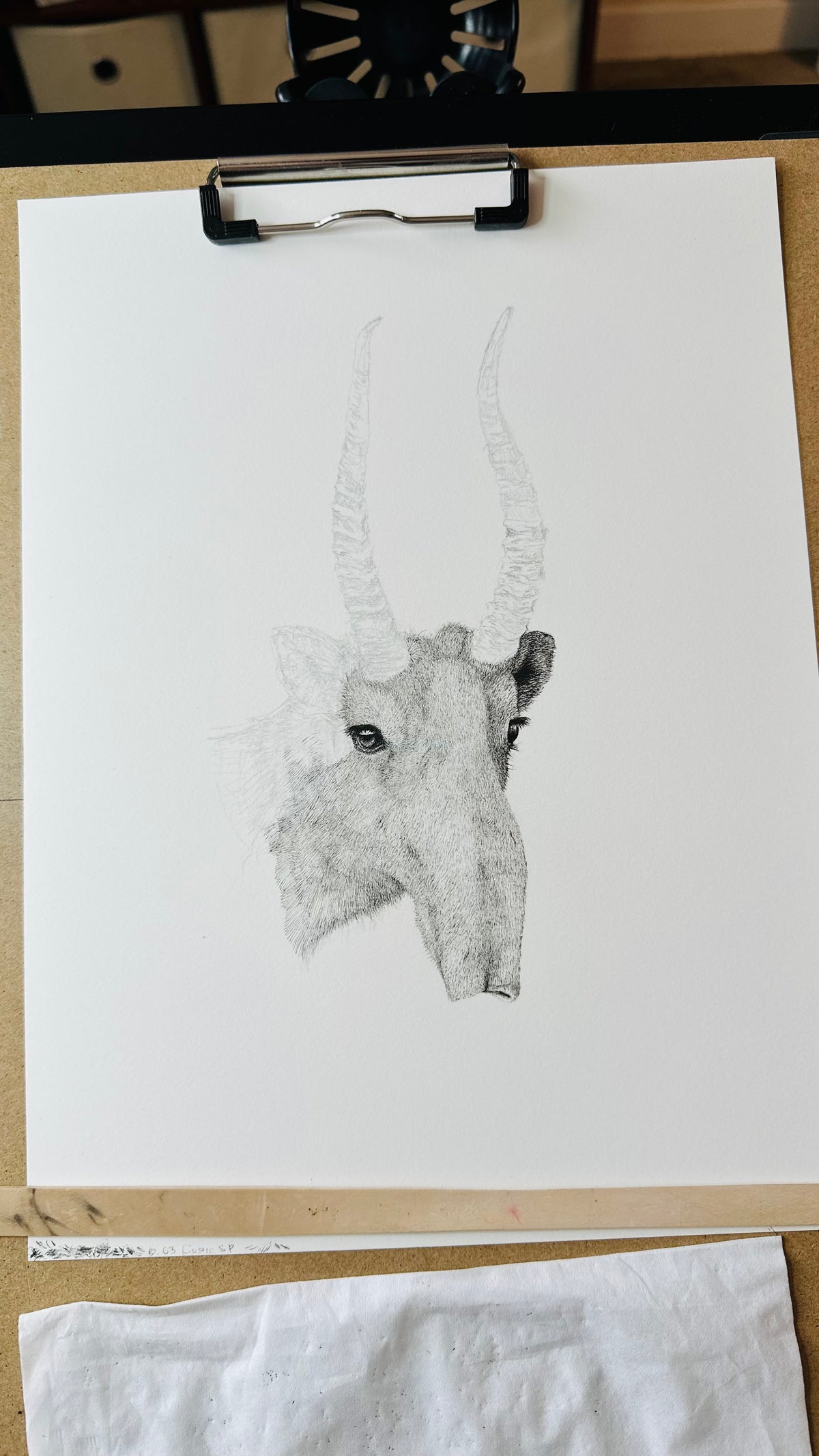 Saiga - 8x10 Signed & Numbered Fine Art Print