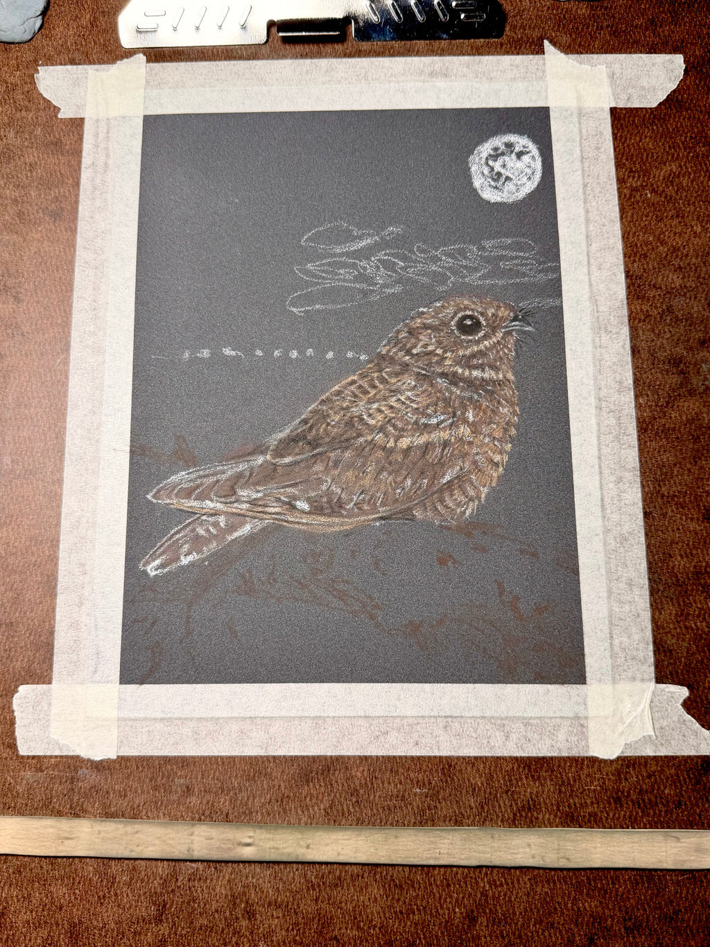 Nightjar - 7x9.5 Original Pastel Pencil Drawing