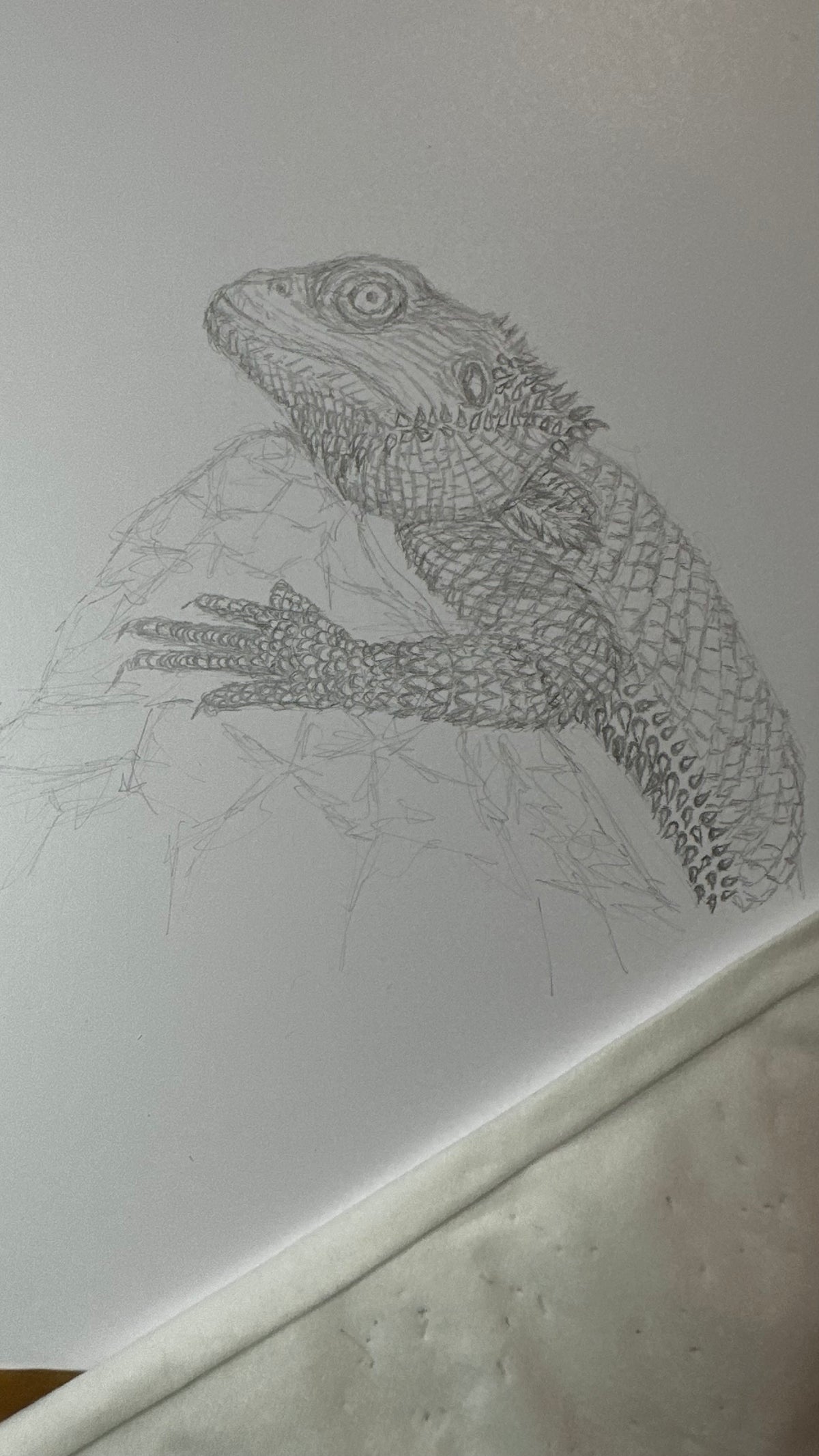 Bearded Dragon - 8x10 Signed & Numbered Fine Art Print