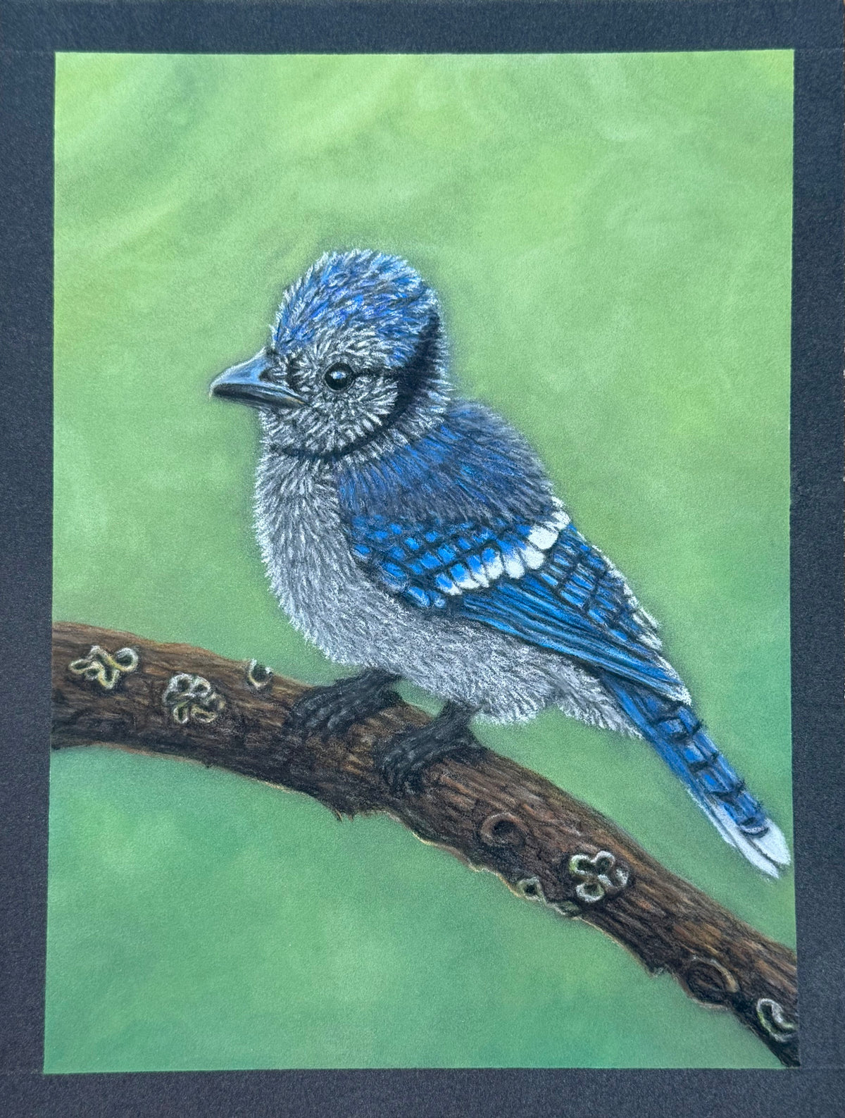 Blue Jay • Hand Drawn Pastel Pencil Illustration • Glass Ornament • 3.5"