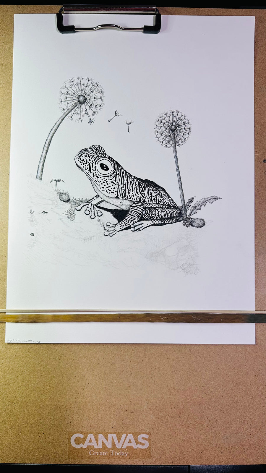 False Malabar gliding frog pen and ink archival print, view 6