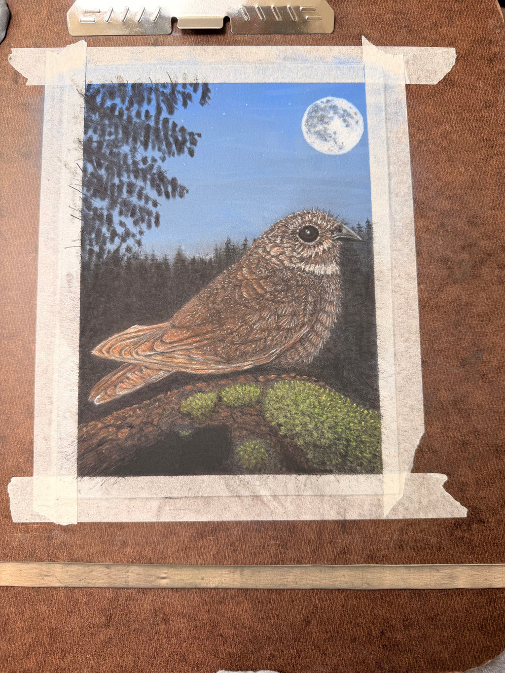 Nightjar - 7x9.5 Original Pastel Pencil Drawing