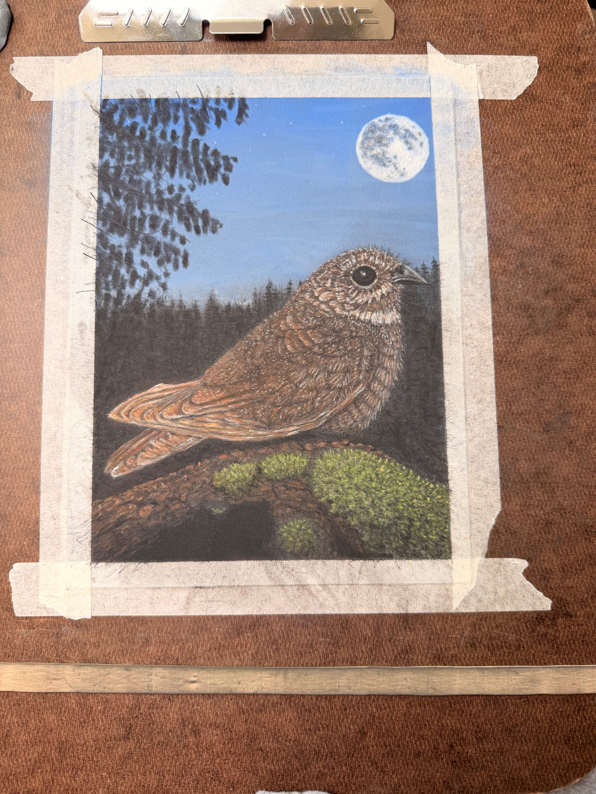 Nightjar - 7x9.5 Original Pastel Pencil Drawing