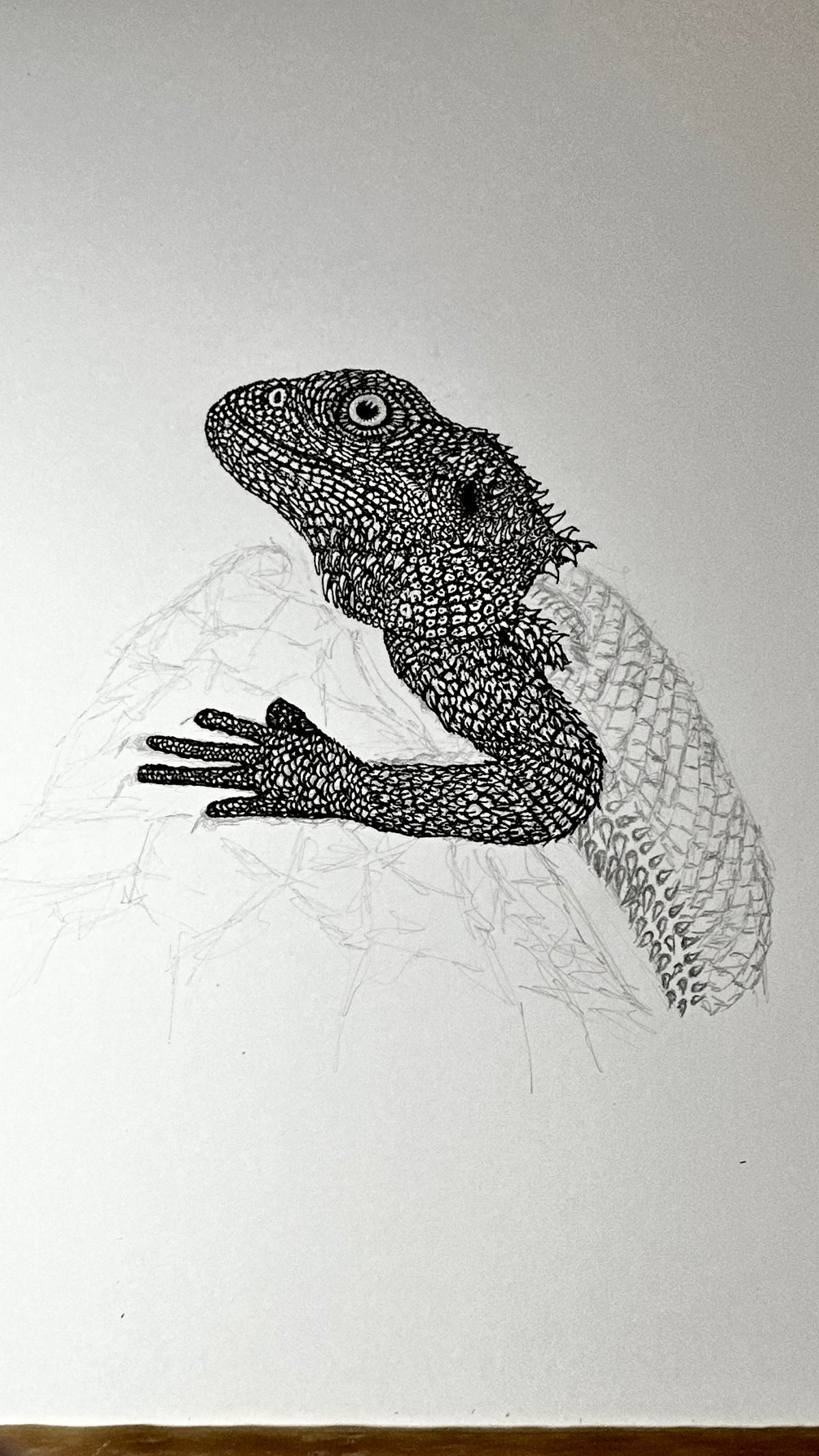 Bearded Dragon - 8x10 Signed & Numbered Fine Art Print