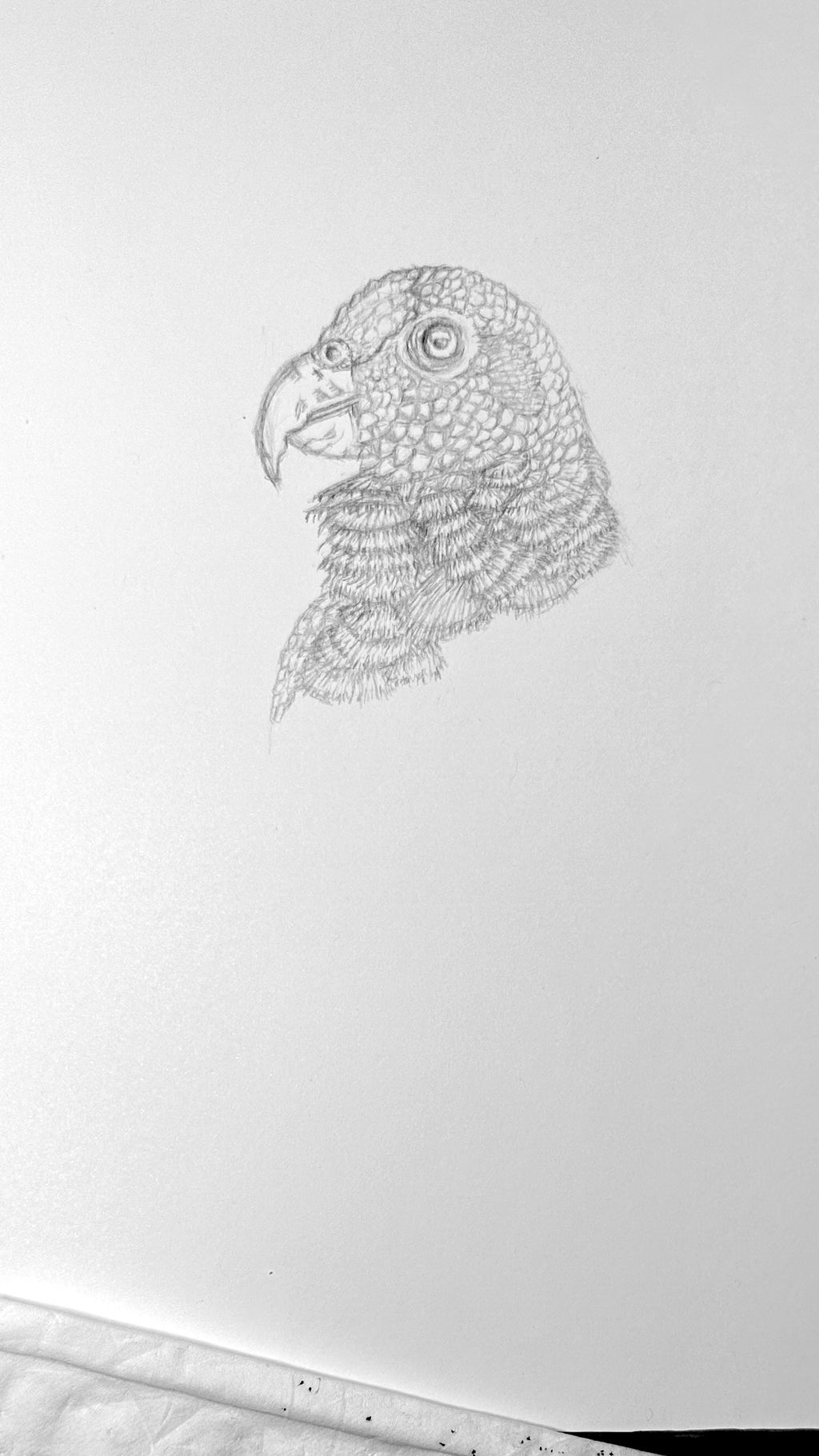 White-capped Pionus Parrot - 8x10 Signed & Numbered Fine Art Print