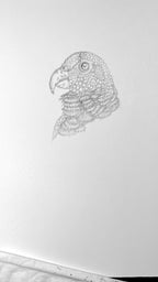 White-capped Pionus Parrot - 8x10 Signed & Numbered Fine Art Print