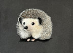 Hedgehog • Hand Drawn Original Pastel Pencil Drawing