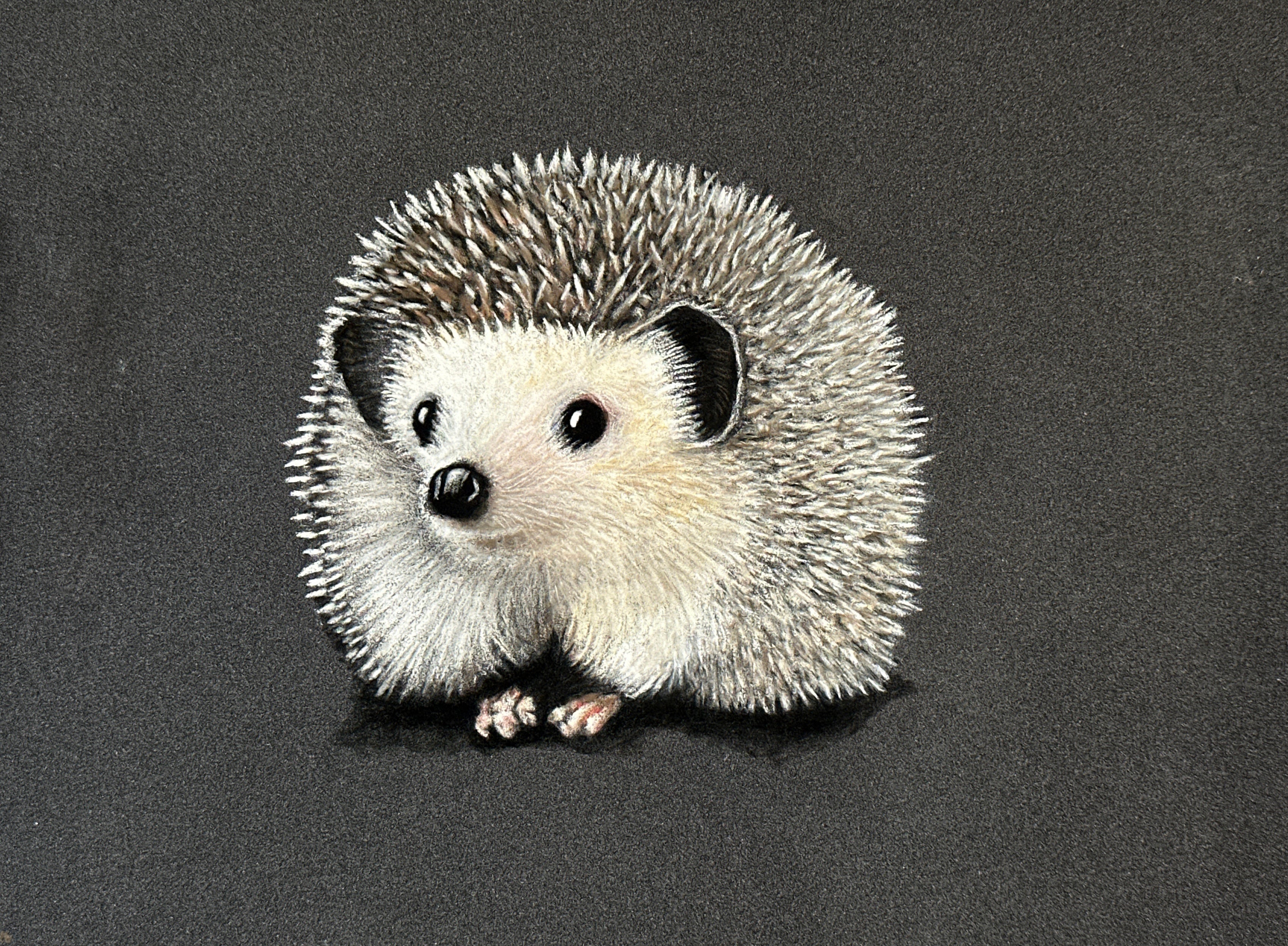 Hedgehog • Hand Drawn Original Pastel Pencil Drawing