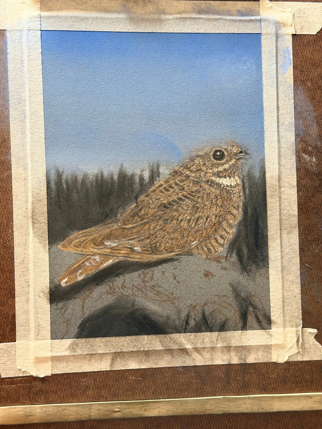 Nightjar - 7x9.5 Original Pastel Pencil Drawing